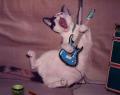 Rockercica