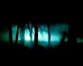 dark-forest-night
