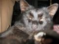 Buffy a black macsekom