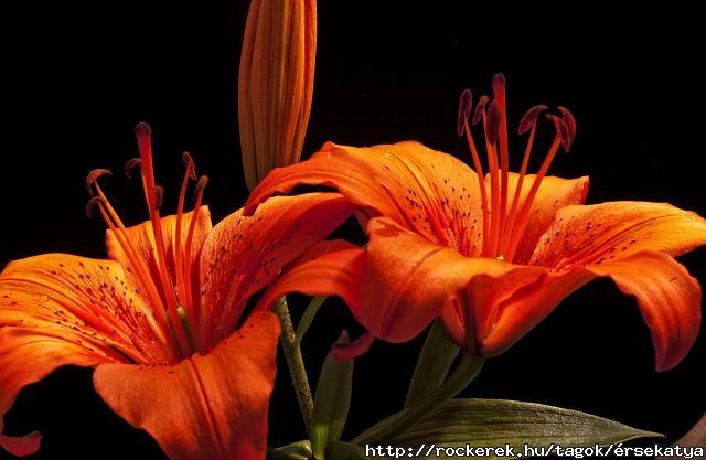 liliom4