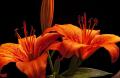 liliom4