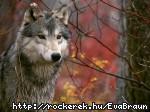 382_farkas-14
