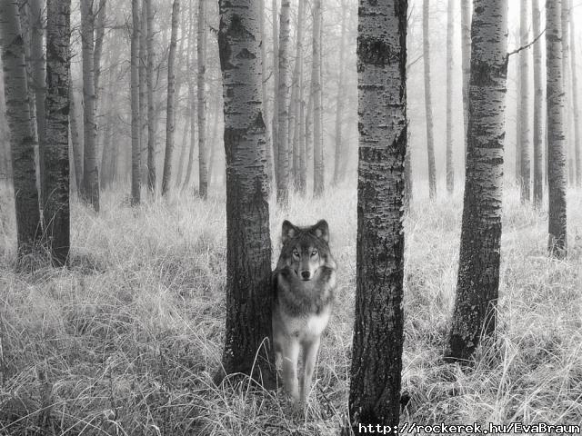 386_farkas-18