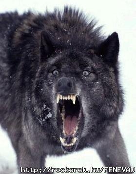 Wolf 3