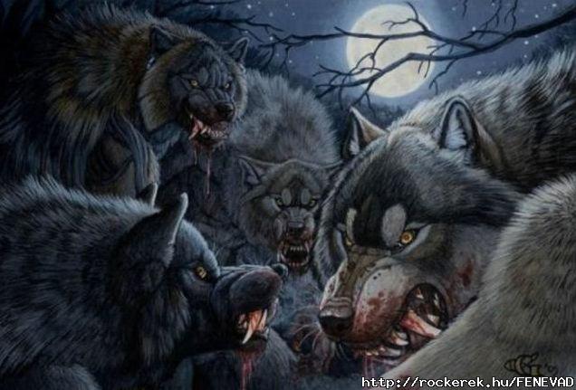 Wolf 8