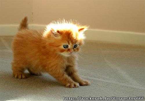 cute_cat_by_Ralloooon