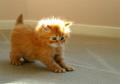 cute_cat_by_Ralloooon