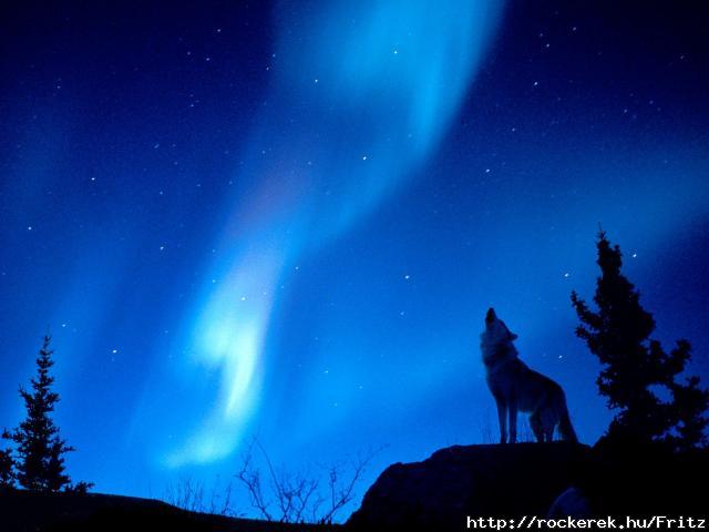 farkas_wolf04
