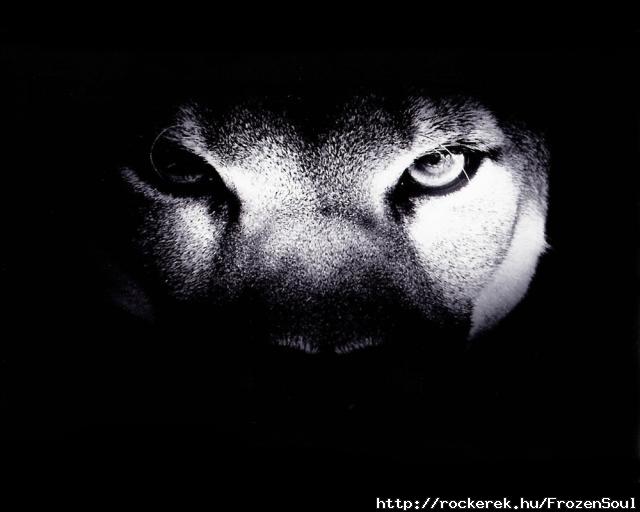 wolfeyes