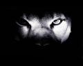 wolfeyes
