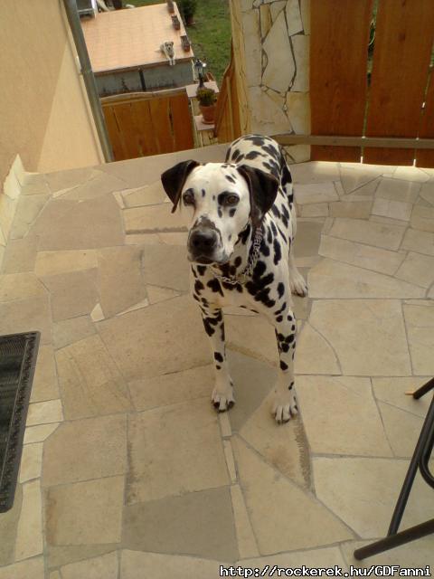 Paca ♥