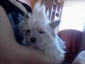 Csufi, a punk :D
