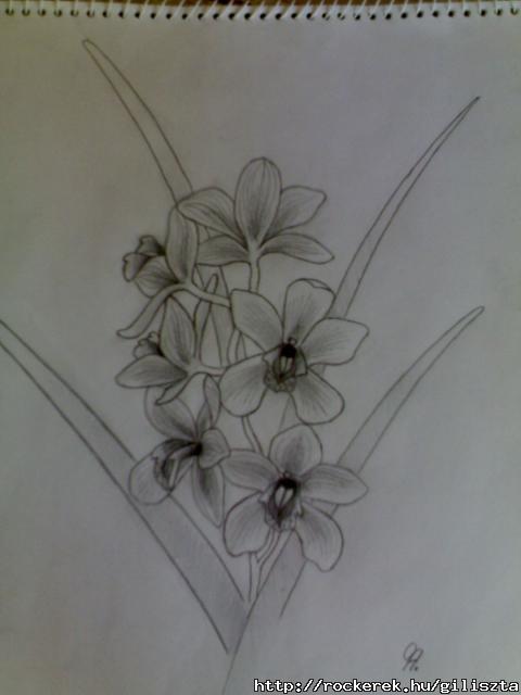 orchidea 