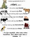Szeretem az llatokat
