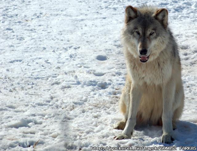 Gray_Wolf_in_Minnesota_2