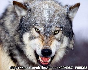 farkas-018