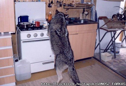 Ursimosogato