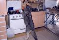 Ursimosogato