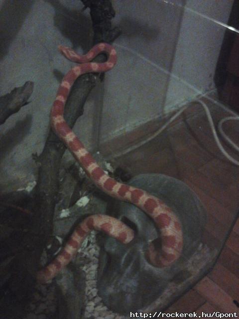 Seth 1m 22cm :)