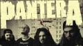pantera