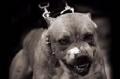pittbull