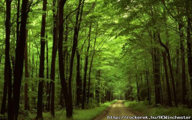 forrest