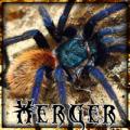 Herger