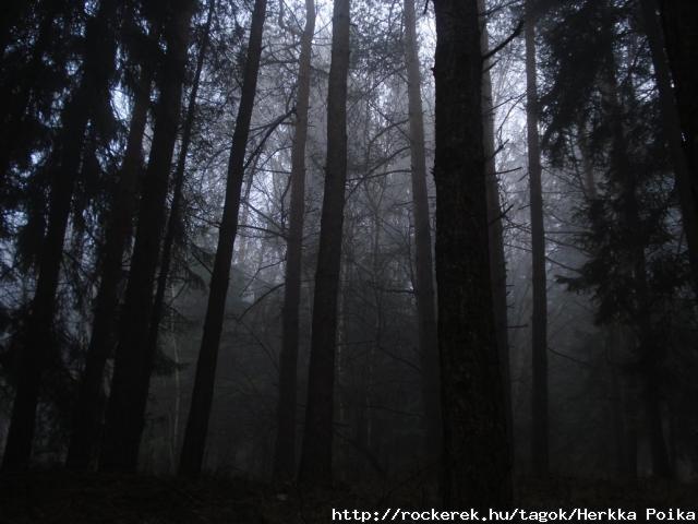 Dark Forest