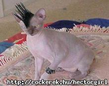 Punk macsek
