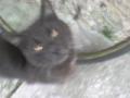 A macsknk,Sanyi!