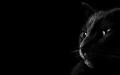 Black_Emotion___Wallpaper_Pack_by_QuelFamosoPorco