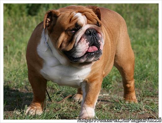 angol bulldog