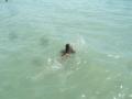 nyaar a balatonon