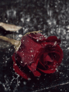 rose