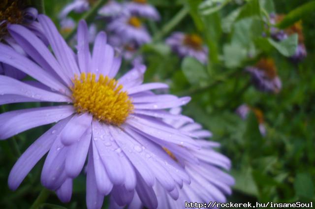 flower<3