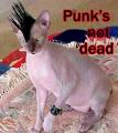 PUNK macsek