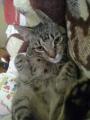 Szimbaa:)