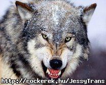 user_wolf2