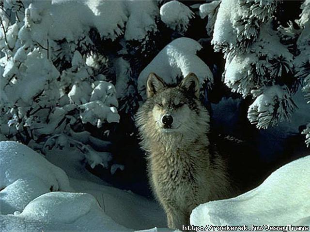 Wolf (1)