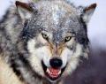 user_wolf2