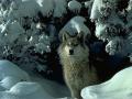 Wolf (1)