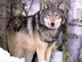 Wolf (2)