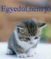 Selli_~_1252483201