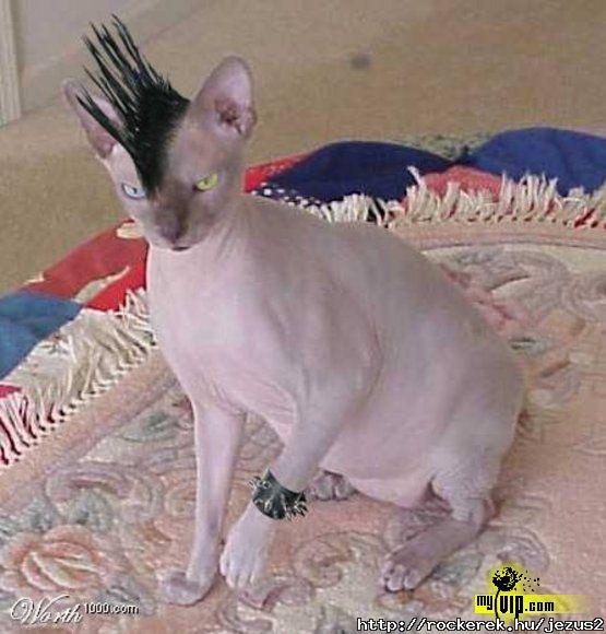 bartok4