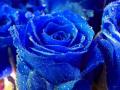 Blue Rose