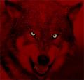 red_wolf3