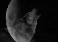 Wolf---Moon