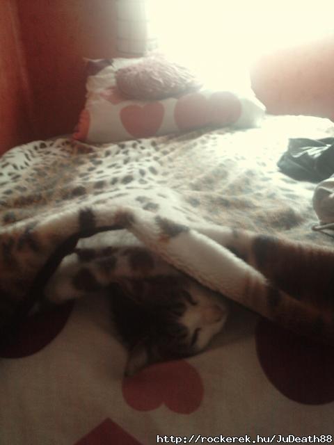 Nyfke a szobmba:P