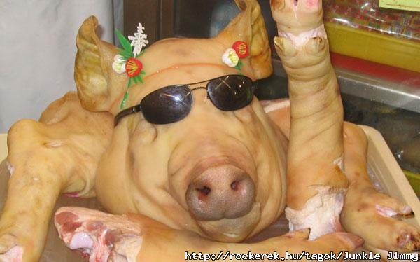 cool-pig