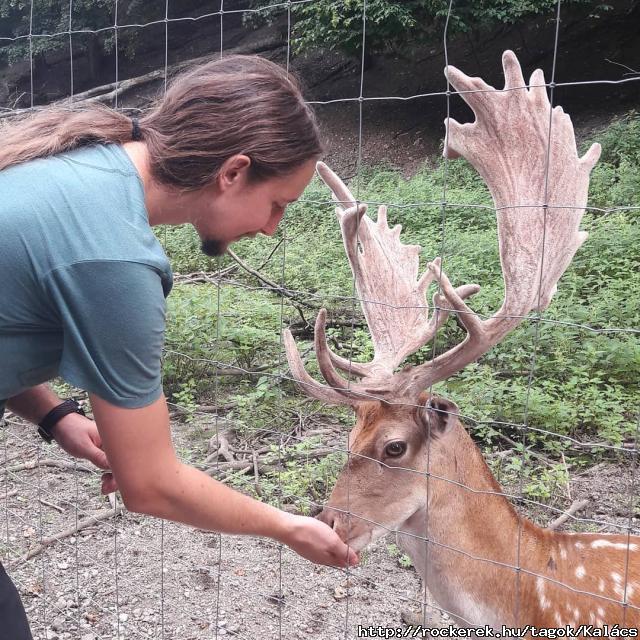 Deer